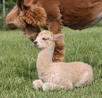 2010 cria & loving mother